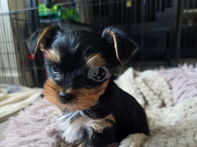 Gorgeous baby boy yorkshire terrier for sale in Hereford, Herefordshire - Image 1