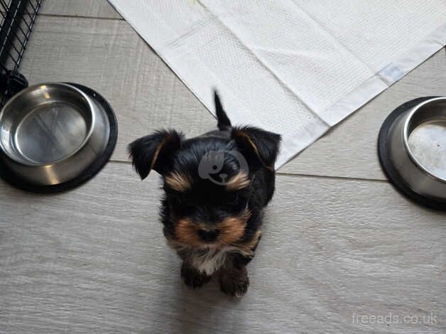 Gorgeous baby boy yorkshire terrier for sale in Hereford, Herefordshire - Image 2