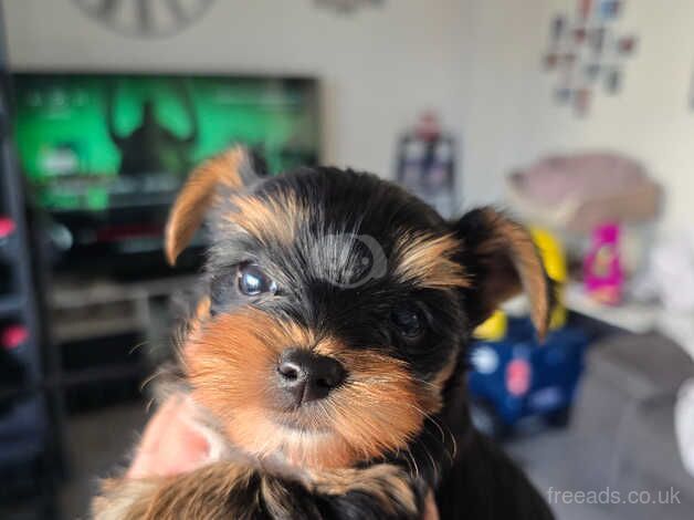 Gorgeous baby boy yorkshire terrier for sale in Hereford, Herefordshire - Image 4