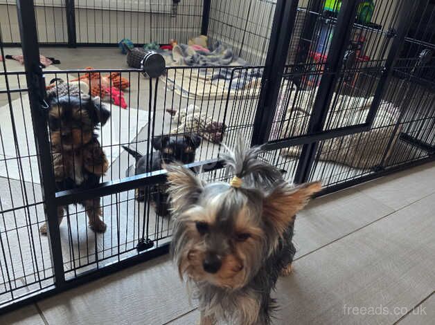 Gorgeous baby boy yorkshire terrier for sale in Hereford, Herefordshire - Image 5