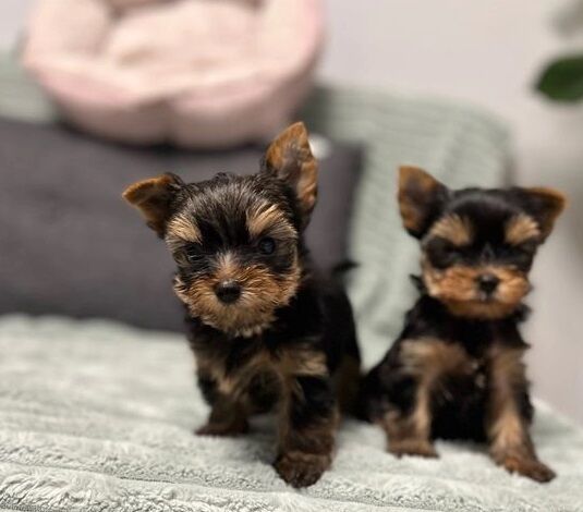 Gorgeous boys & girls Yorkshire Terriers for sale in Derby, Derbyshire - Image 1