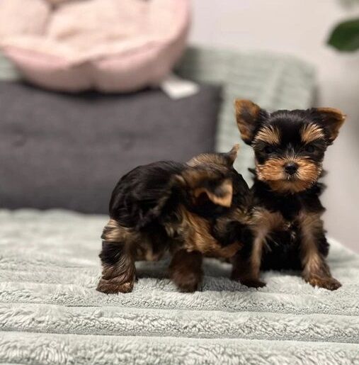 Gorgeous boys & girls Yorkshire Terriers for sale in Derby, Derbyshire - Image 2