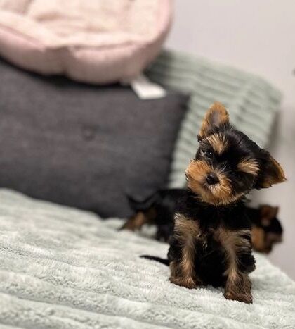 Gorgeous boys & girls Yorkshire Terriers for sale in Derby, Derbyshire - Image 3