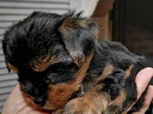 Gorgeous Purebred Yorkie Puppies for sale in Bury St Edmunds, Suffolk