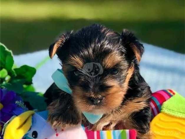 Gorgeous Purebred Yorkie Puppies for sale in Bury St Edmunds, Suffolk - Image 2