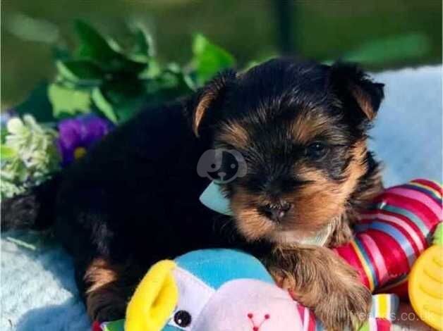 Gorgeous Purebred Yorkie Puppies for sale in Bury St Edmunds, Suffolk - Image 3