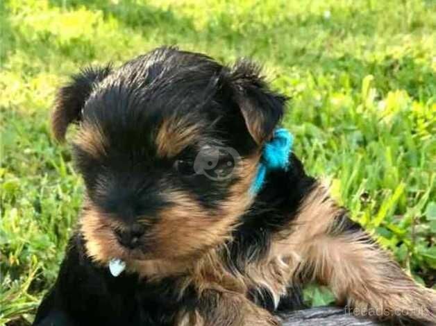 Gorgeous Purebred Yorkie Puppies for sale in Bury St Edmunds, Suffolk - Image 4