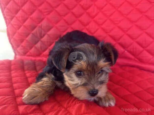 Gorgeous Purebred Yorkie Puppies for sale in Bury St Edmunds, Suffolk - Image 5