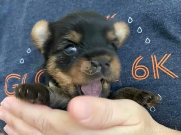 Gorgeous Yorkie pups (4 weeks) for sale in Oldham, Greater Manchester - Image 1
