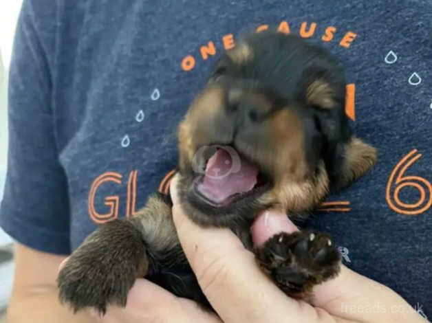 Gorgeous Yorkie pups (4 weeks) for sale in Oldham, Greater Manchester - Image 2