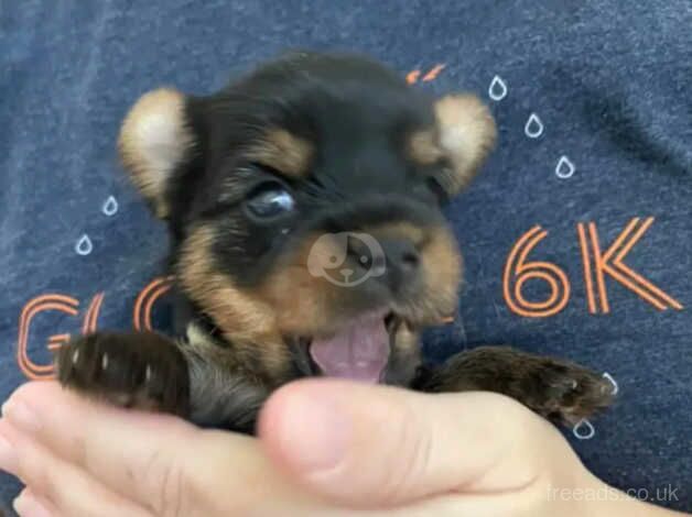 Gorgeous Yorkie pups (4 weeks) for sale in Oldham, Greater Manchester - Image 3