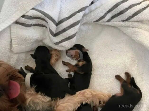 Gorgeous Yorkie pups (4 weeks) for sale in Oldham, Greater Manchester - Image 4