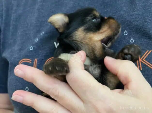 Gorgeous Yorkie pups (4 weeks) for sale in Oldham, Greater Manchester - Image 5