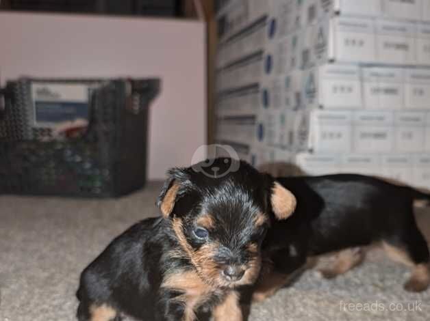 Gorgeous Yorkie Pups for sale in Barnsley, South Yorkshire - Image 2