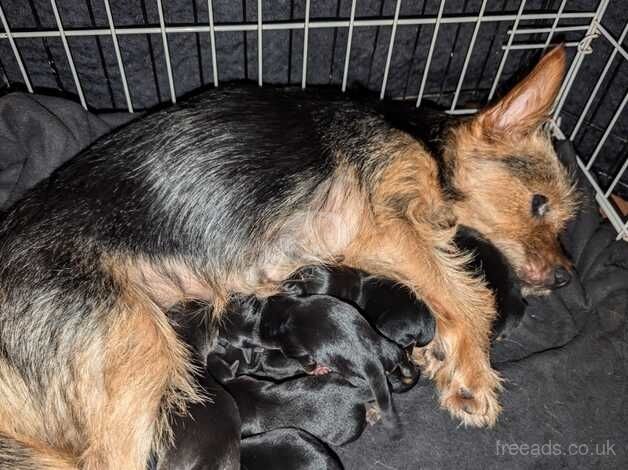 Gorgeous Yorkie Pups for sale in Barnsley, South Yorkshire - Image 3