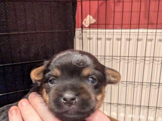 Gorgeous Yorkie Pups for sale in Barnsley, South Yorkshire - Image 5