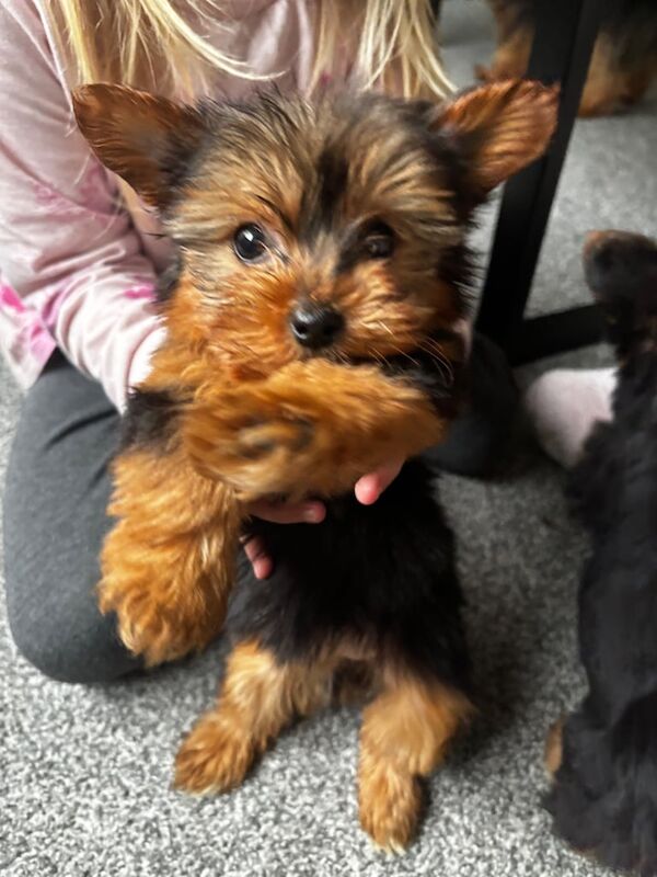 Gorgeous Yorkshire terrier puppies for sale in Strathaven, Lanarkshire