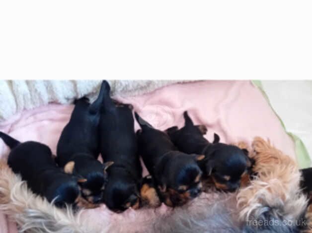 Gorgeous Yorkshire Terrier Puppies,3 boys left for sale in Birkenhead, Merseyside