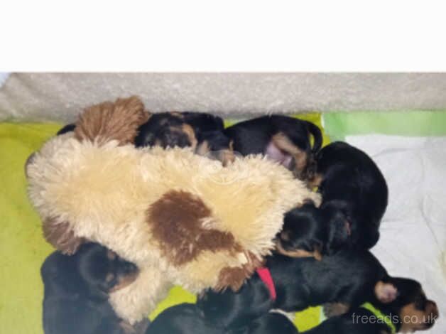 Gorgeous Yorkshire Terrier Puppies,3 boys left for sale in Birkenhead, Merseyside - Image 2