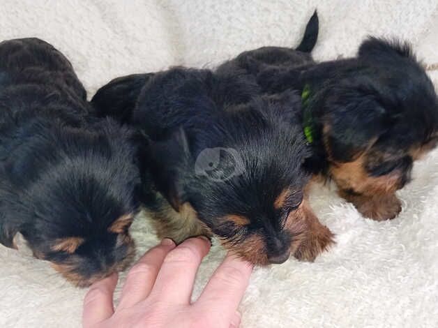 Gorgeous Yorkshire Terrier Puppies,3 boys left for sale in Birkenhead, Merseyside - Image 3