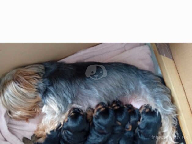 Gorgeous Yorkshire Terrier Puppies,3 boys left for sale in Birkenhead, Merseyside - Image 4