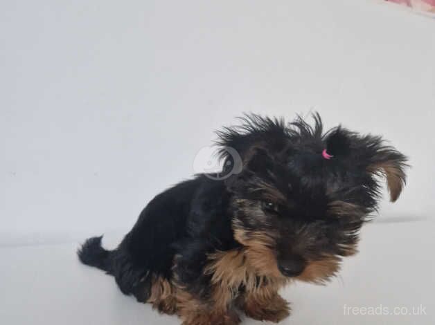 GORGEROUS YORKSHIRE TERRIER PUPY for sale in Crewe, Cheshire