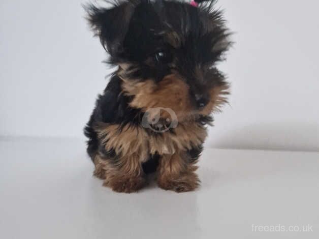 GORGEROUS YORKSHIRE TERRIER PUPY for sale in Crewe, Cheshire - Image 2