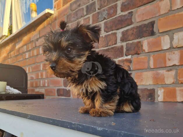 GORGEROUS YORKSHIRE TERRIER PUPY for sale in Crewe, Cheshire - Image 3