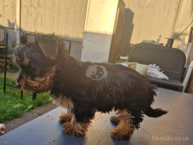 GORGEROUS YORKSHIRE TERRIER PUPY for sale in Crewe, Cheshire - Image 4