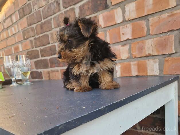 GORGEROUS YORKSHIRE TERRIER PUPY for sale in Crewe, Cheshire - Image 5