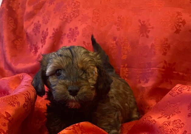 Happy little yorkiepoo pups for sale in Newport, Shropshire