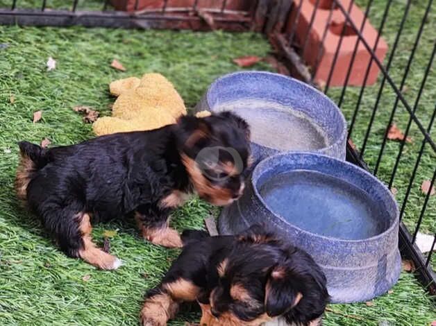 HEALTHY YORKIE PUPS for sale in Crawley, Oxfordshire