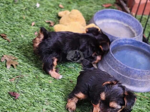 HEALTHY YORKIE PUPS for sale in Crawley, Oxfordshire - Image 2