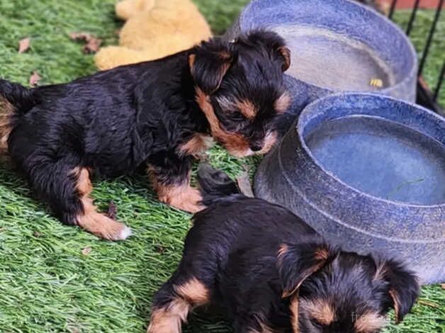 HEALTHY YORKIE PUPS for sale in Crawley, Oxfordshire - Image 3