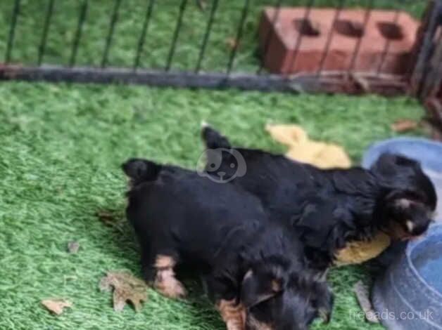 HEALTHY YORKIE PUPS for sale in Crawley, Oxfordshire - Image 4