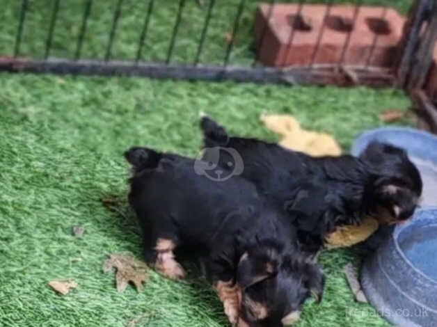 HEALTHY YORKIE PUPS for sale in Crawley, Oxfordshire - Image 5