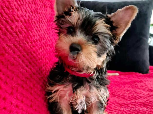 High quality mini Yorkshire Terrier boy for sale in Gillingham, Dorset