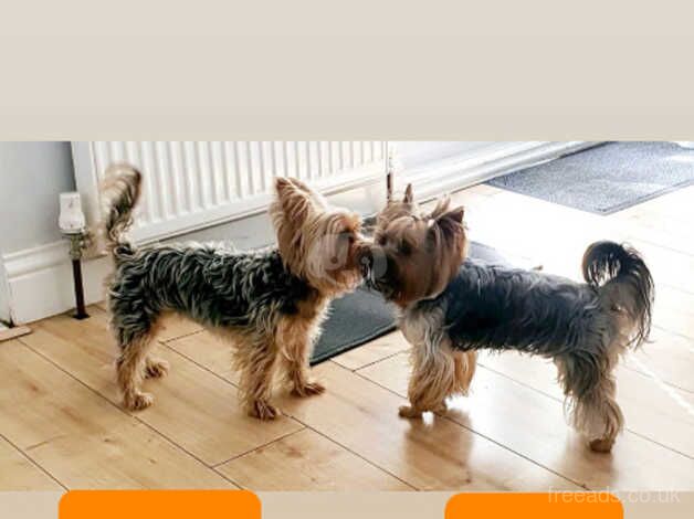 High quality mini Yorkshire Terrier boy for sale in Gillingham, Dorset - Image 2