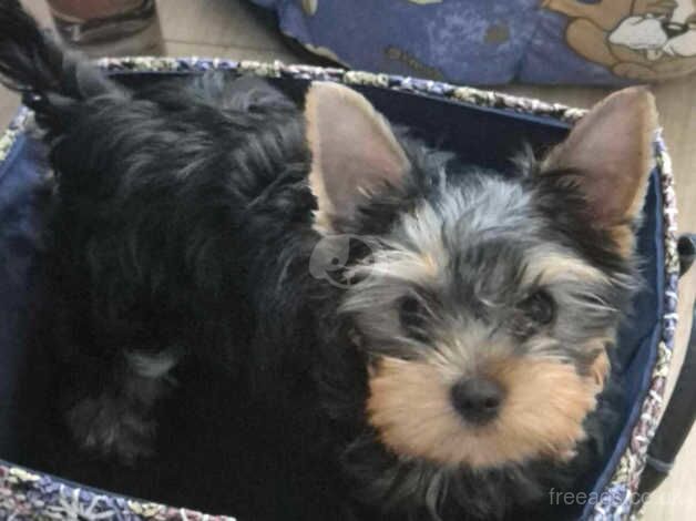 High quality mini Yorkshire Terrier boy for sale in Gillingham, Dorset - Image 3