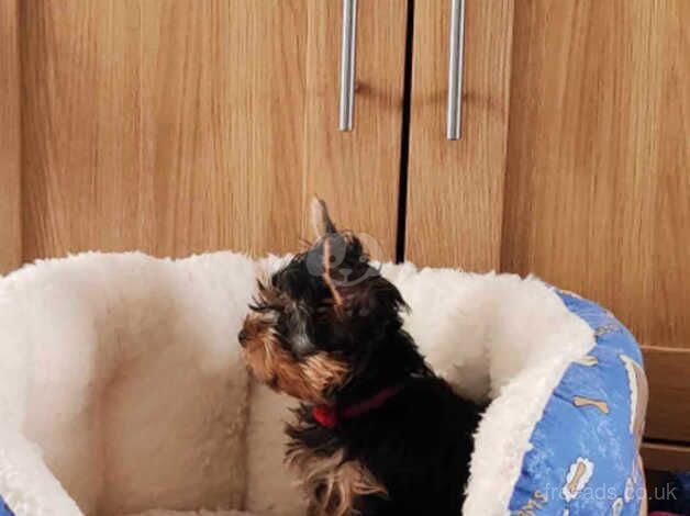 High quality mini Yorkshire Terrier boy for sale in Gillingham, Dorset - Image 4