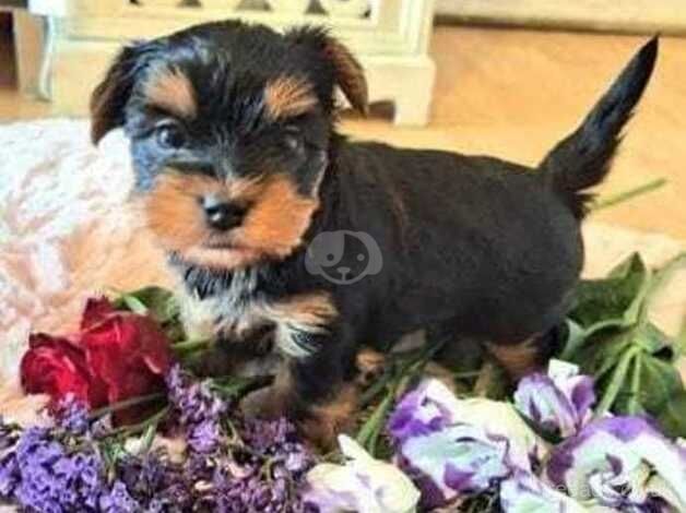 High Standard Yorkshire terriers for sale in Watford, Northamptonshire