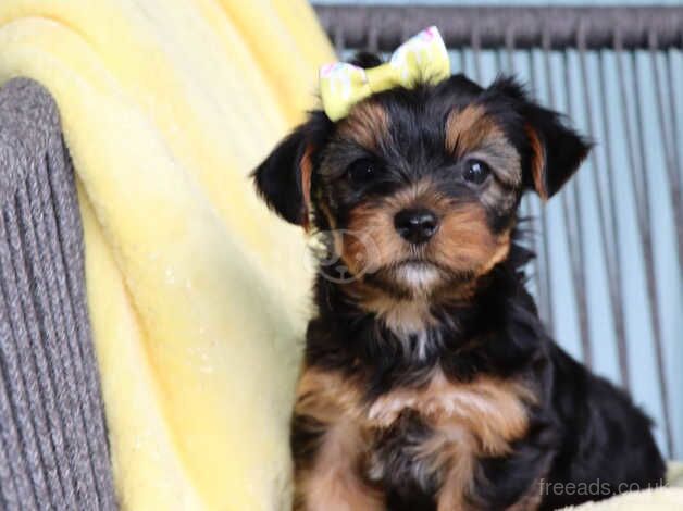 Jay Yorkshire Terrier puppy for sale in Manchester, Greater Manchester - Image 1