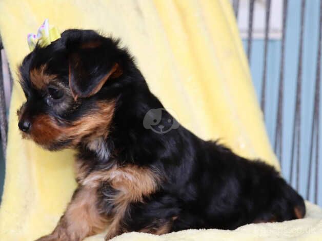 Jay Yorkshire Terrier puppy for sale in Manchester, Greater Manchester - Image 2