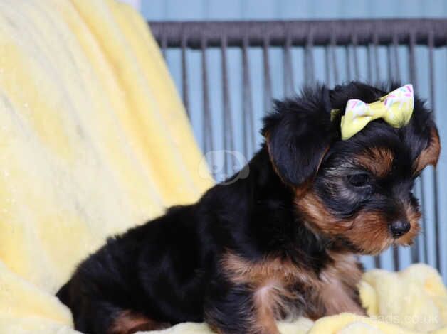 Jay Yorkshire Terrier puppy for sale in Manchester, Greater Manchester - Image 3