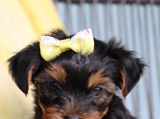 Jay Yorkshire Terrier puppy for sale in Manchester, Greater Manchester - Image 4