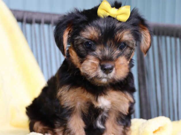 Jay Yorkshire Terrier puppy for sale in Manchester, Greater Manchester - Image 5