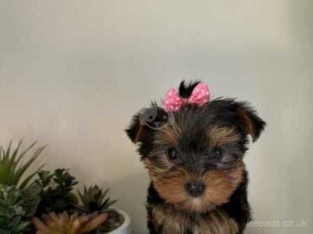 Kc best litter Yorkshire Terrier puppies for sale in Swindon, Staffordshire