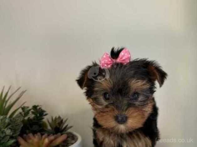 Kc best litter Yorkshire Terrier puppies for sale in Swindon, Staffordshire - Image 2