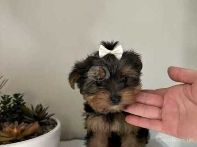 Kc best litter Yorkshire Terrier puppies for sale in Swindon, Staffordshire - Image 3