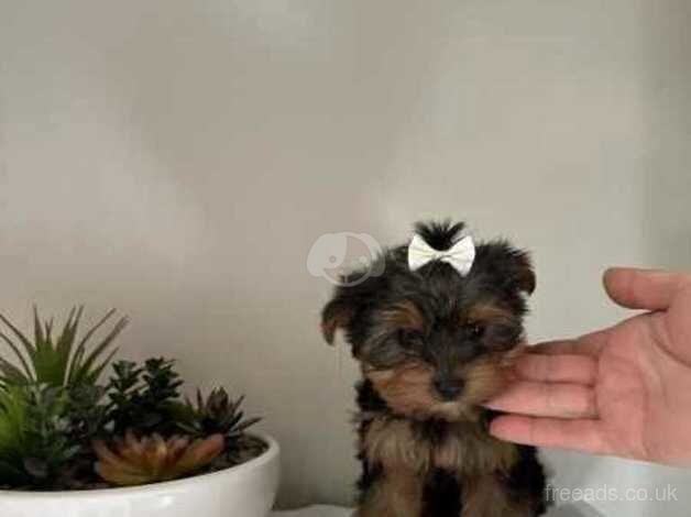 Kc best litter Yorkshire Terrier puppies for sale in Swindon, Staffordshire - Image 4